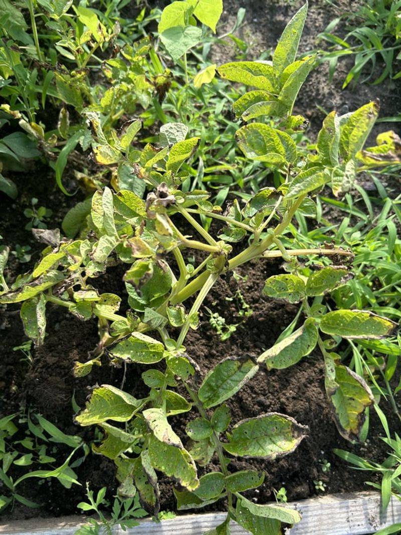 Growth Speeds Up As Georgia Days Warm