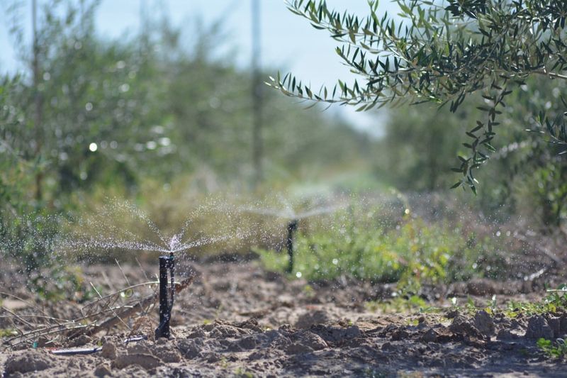 Early Watering Decisions Shape Plant Stress Levels