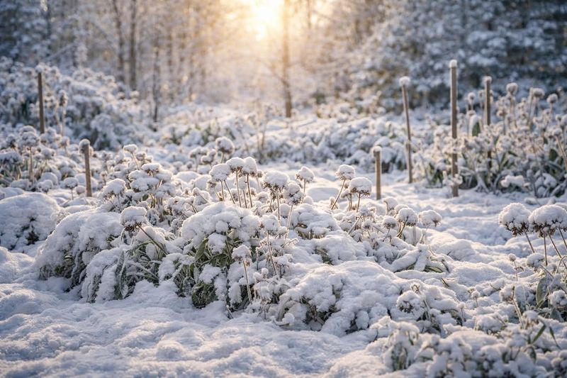 Snow Protects Roots From Extreme Temperature Swings