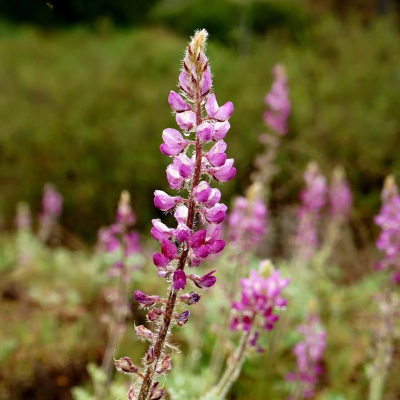 Rainfall Shifted The Season