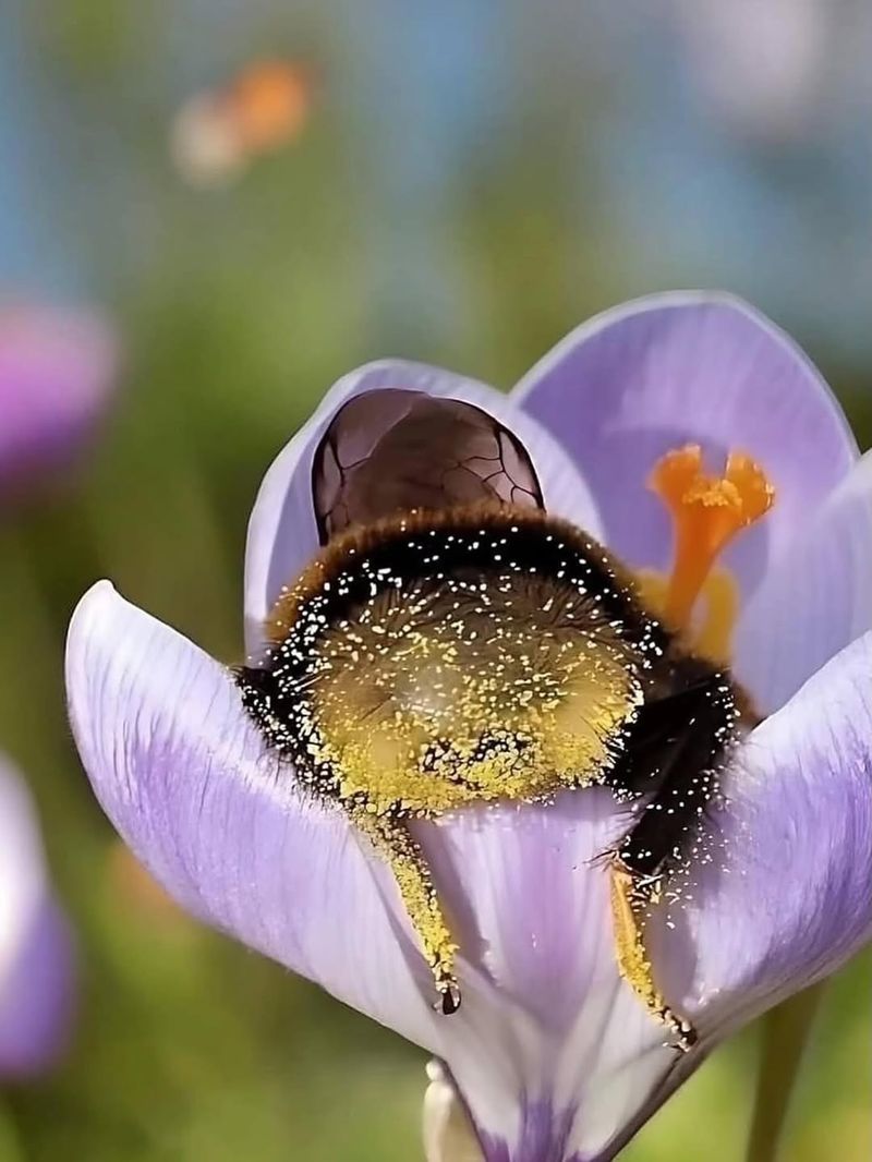 Early Pollinators Reappearing