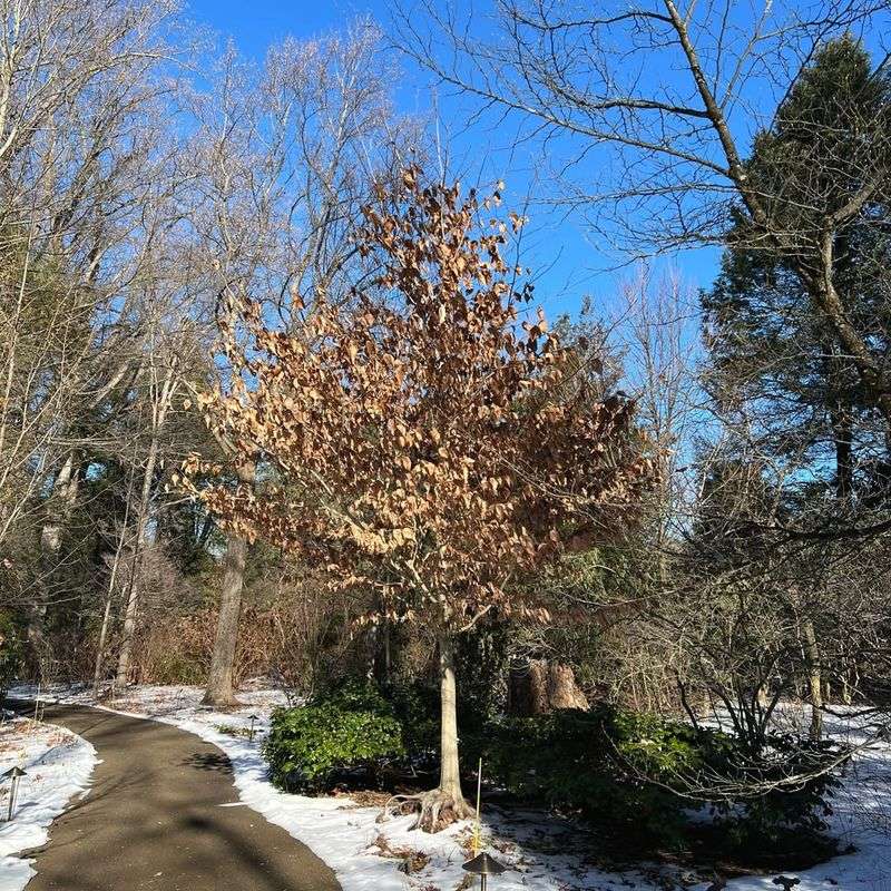 Deciduous Trees May Lose Cold Hardiness