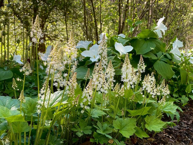 Foamflower (Tiarella cordifolia)