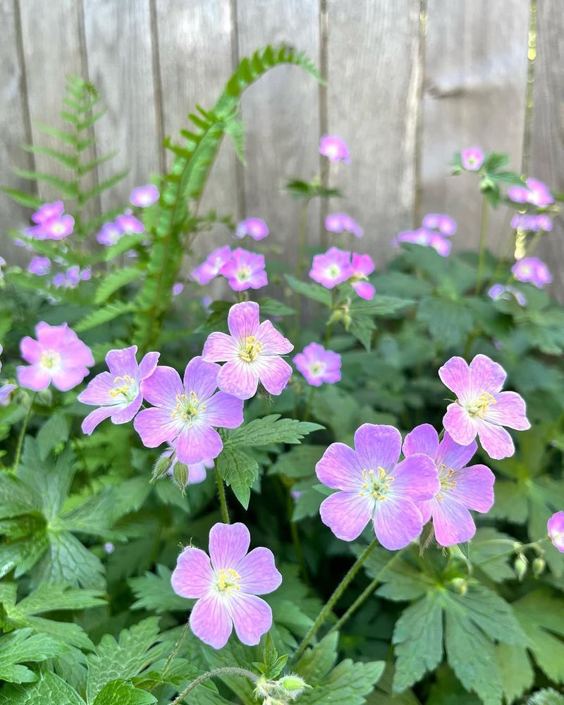 Wild Geranium Forms Early Leaves As Temperatures Slowly Rise