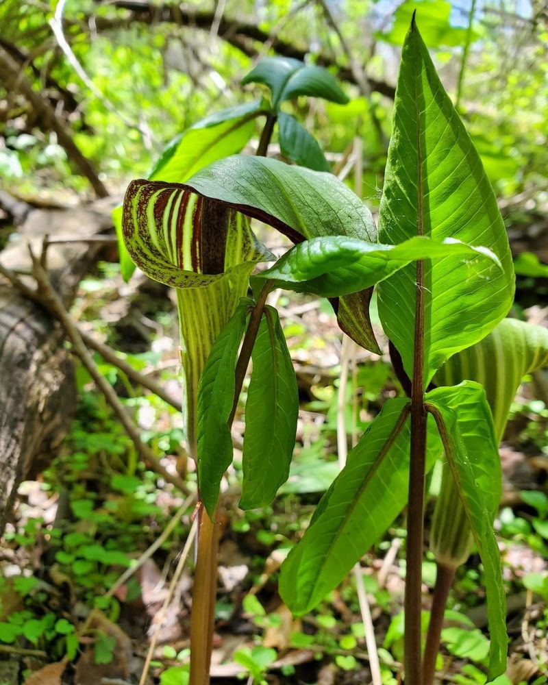 Jack In The Pulpit Adds Unique Woodland Character