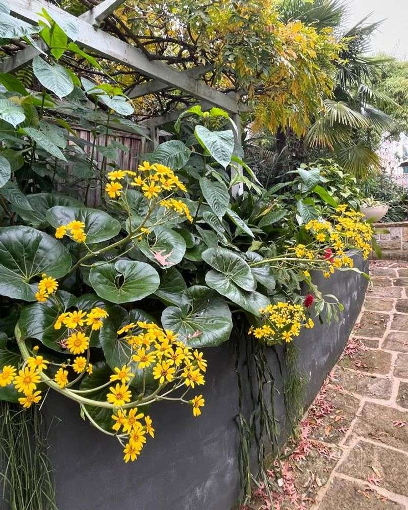 Ligularia Makes A Dramatic Statement In Moist Georgia Shade