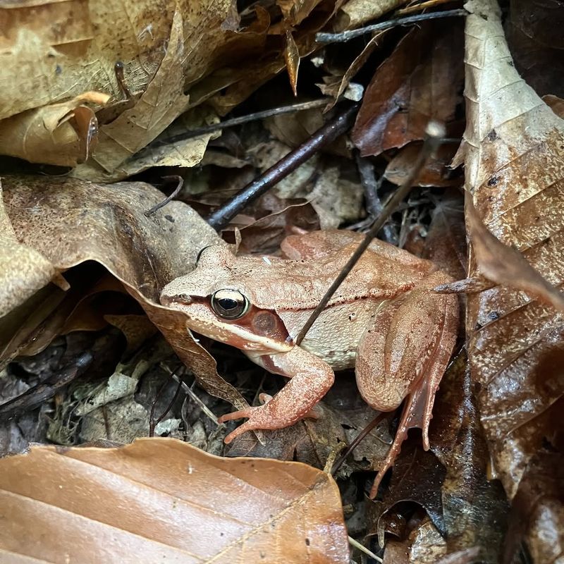 Frogs Overwinter In Mud Or Leaf Litter