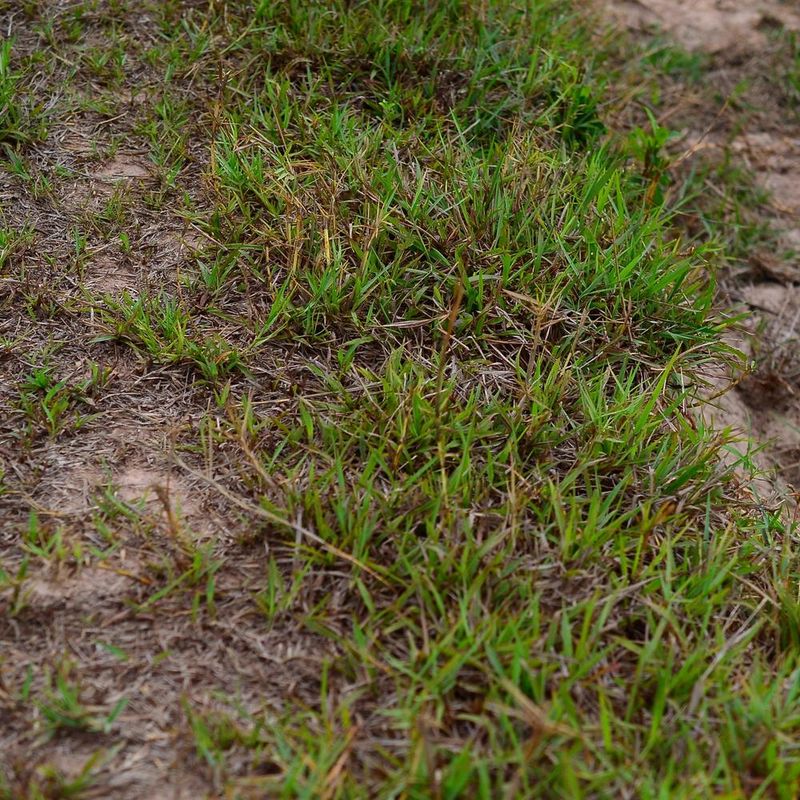 Foot Traffic Worsens Freeze-Stressed Turf