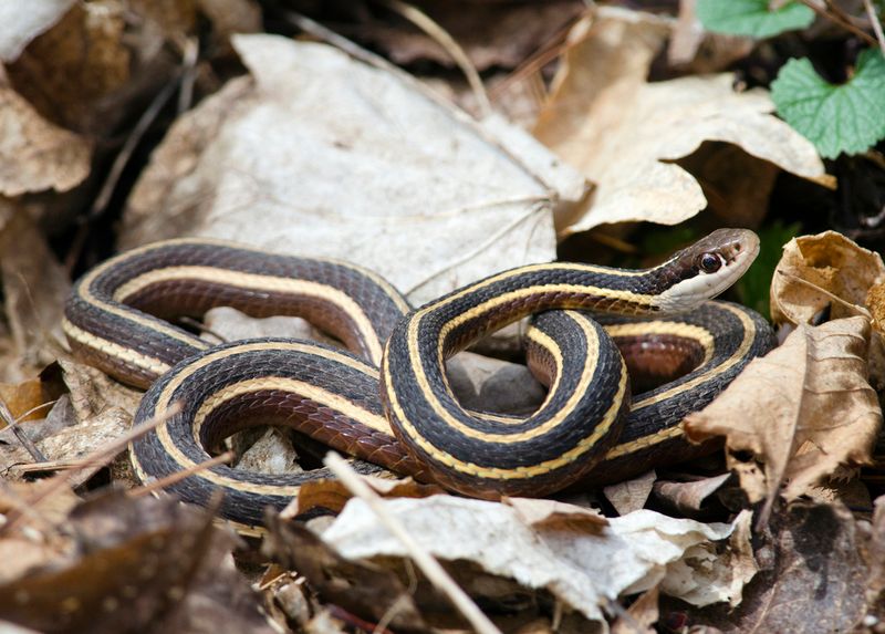 Early Sightings Do Not Mean Population Surges