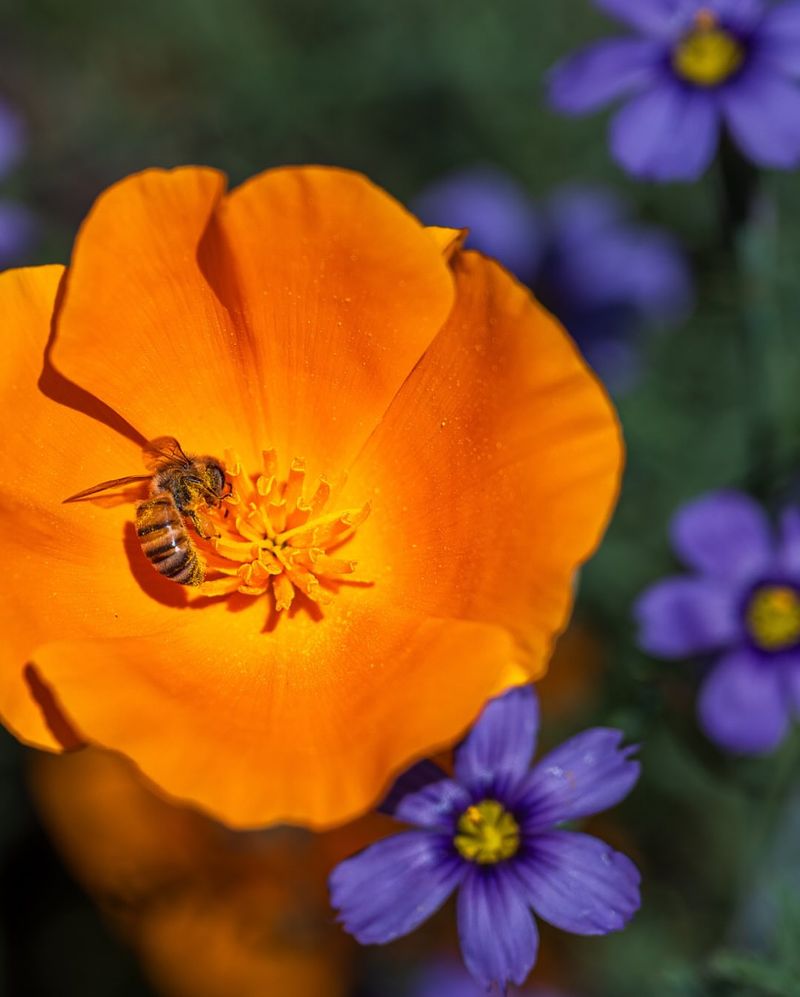 Effects On Pollinators