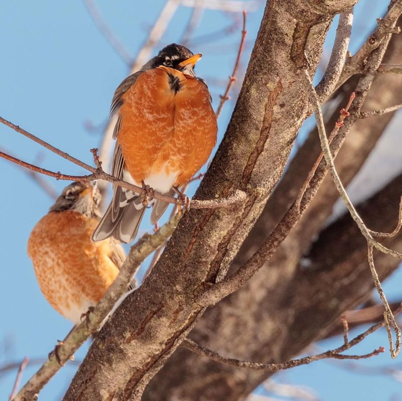 Urban And Suburban Areas Provide Winter Shelter