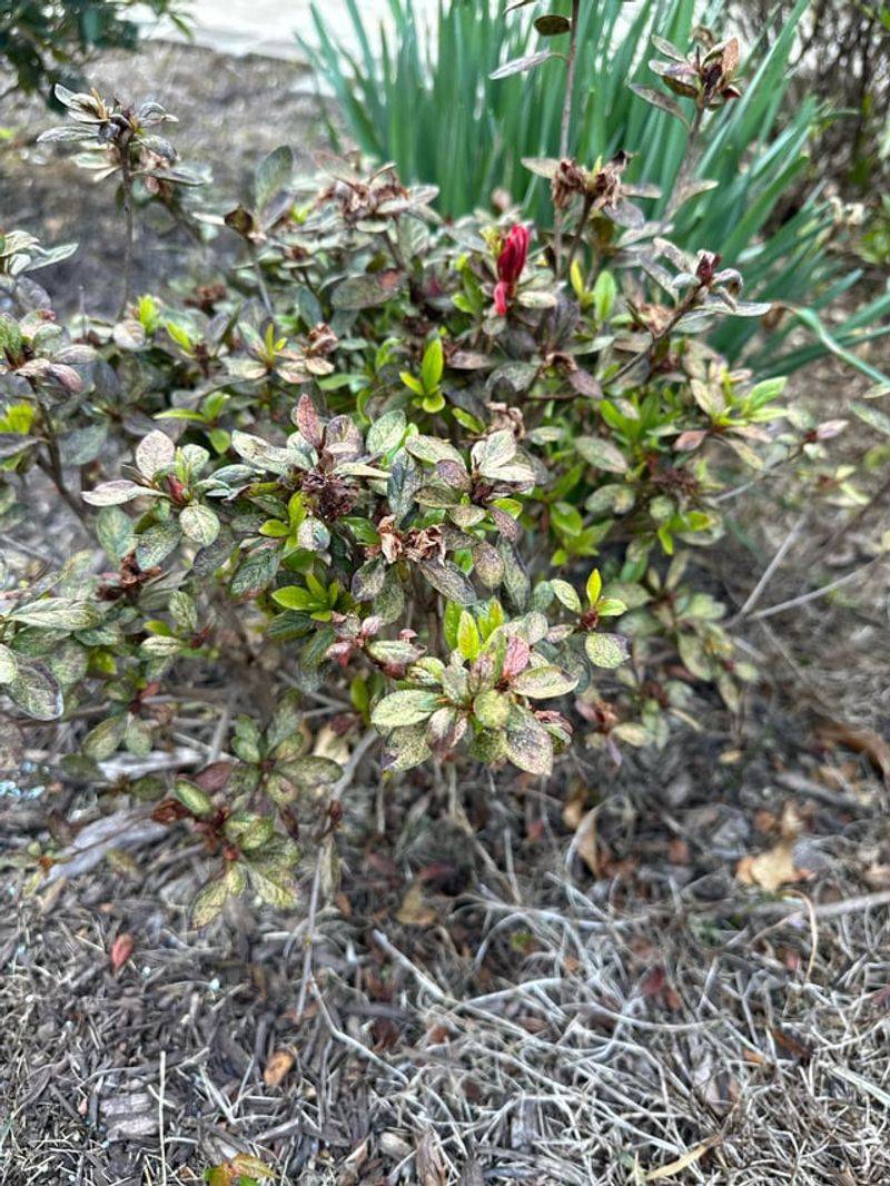 Wrong Cuts Can Reduce Spring Blooms