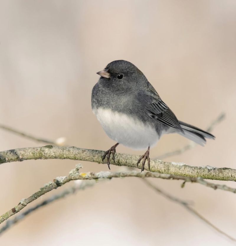 Dark-eyed Junco