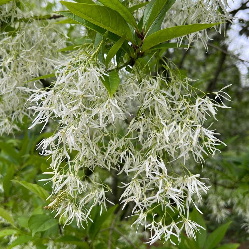 Fringe Tree Creates Ethereal Beauty With Delicate Blooms