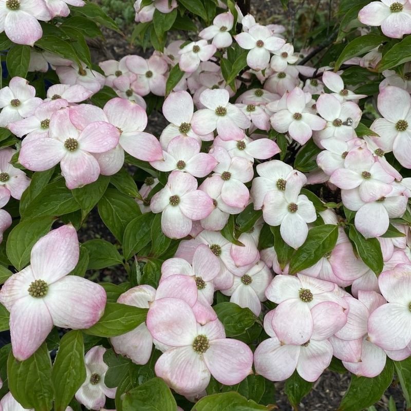 Flowering Dogwood Hybrids (Cornus Florida Hybrids)