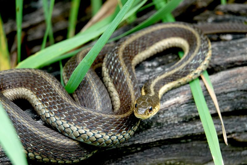 Snakes Need Sunlight To Regulate Body Temperature