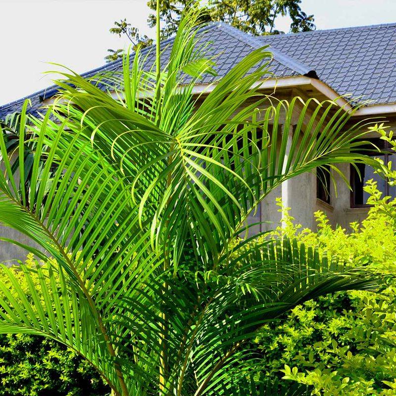 Areca Palms Fading From High Maintenance Yards