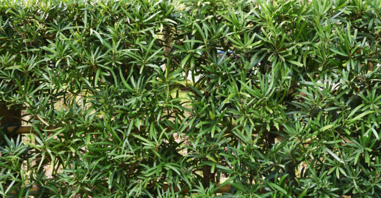 Podocarpus macrophyllus
