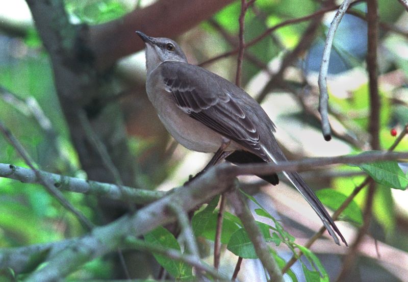 Dive Bombing Is Meant To Intimidate Not Injure