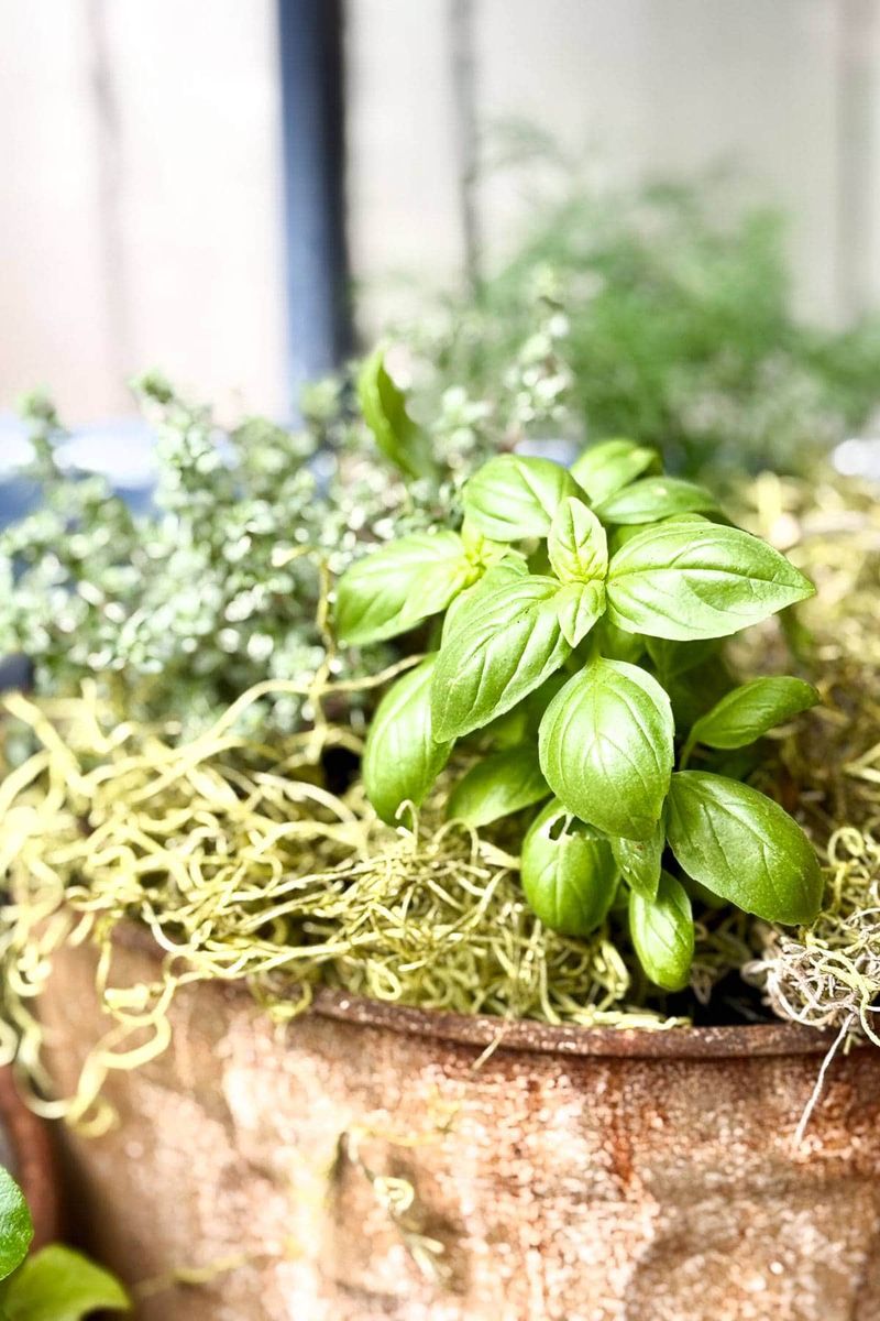 Basil Works In Pots Which Makes It Ideal For Doorstep Spaces