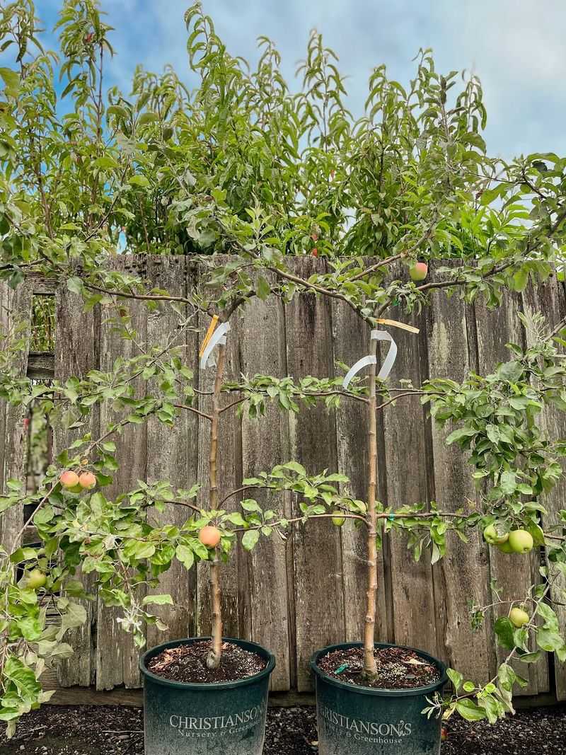 Plant Two Compatible Varieties That Bloom At The Same Time