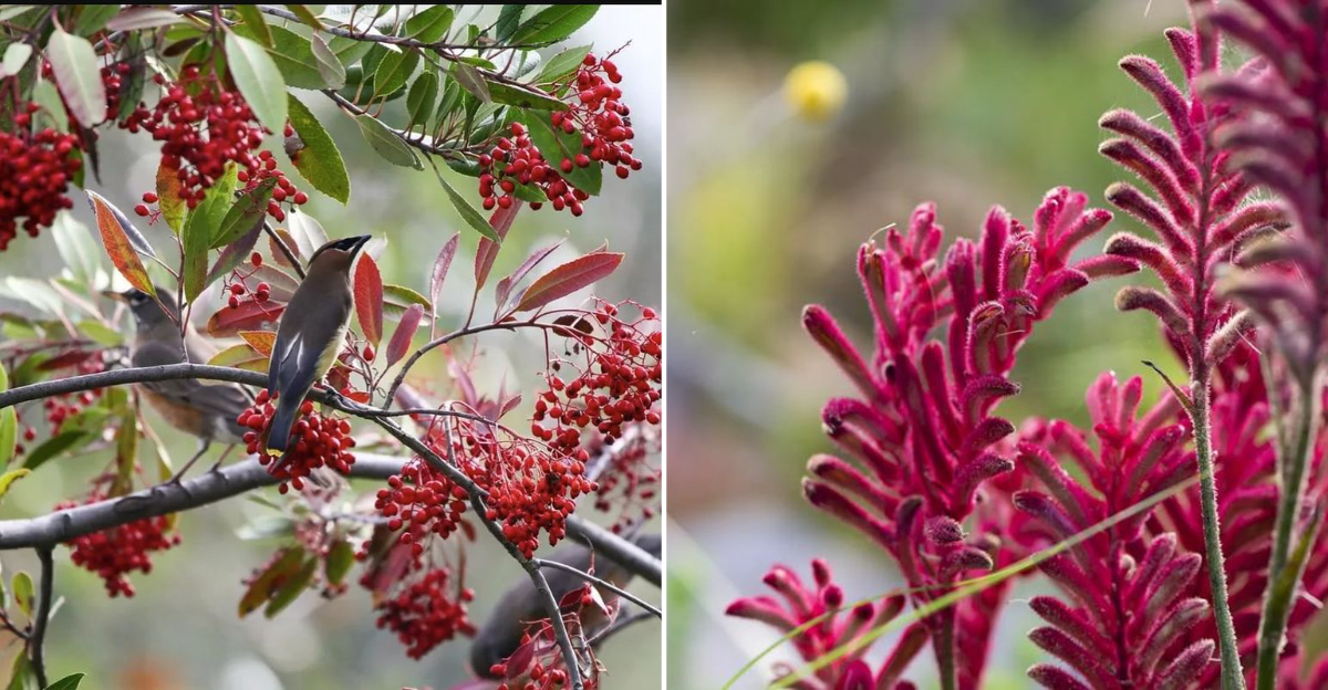 reliable socal plants