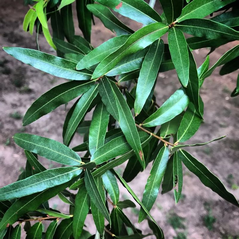 Willow Oak (Quercus Phellos)