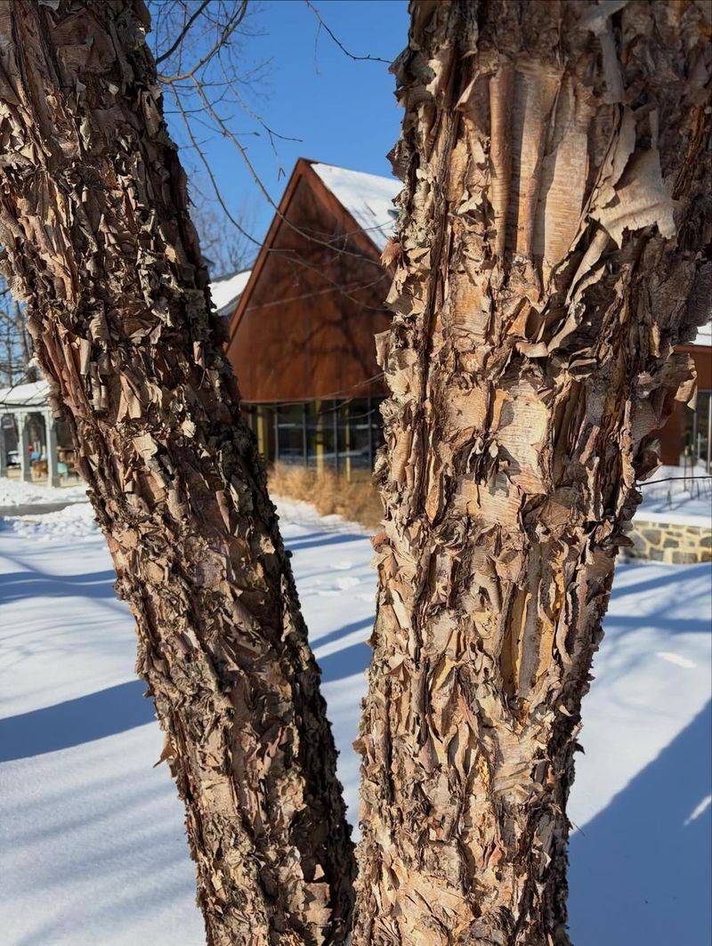 River Birch (Betula nigra)