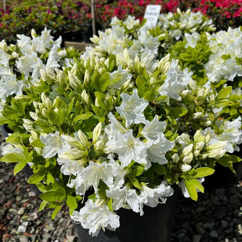 White Azalea Delivers Pure White Spring Color Every Year