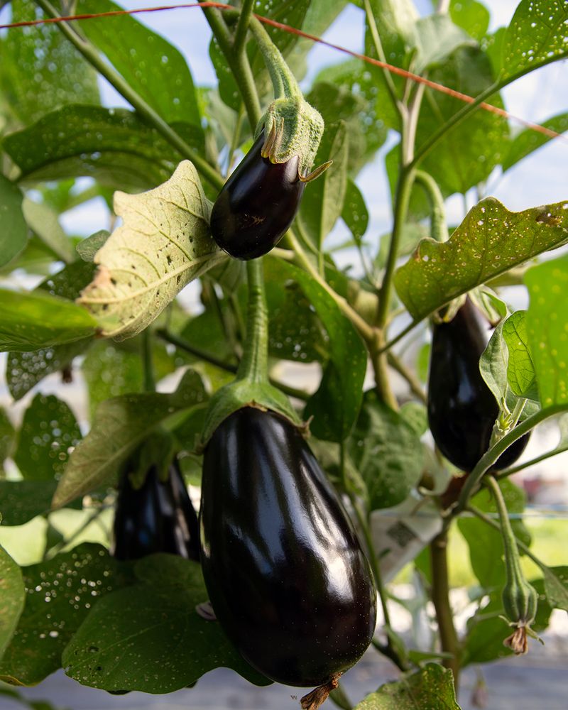 Eggplant Loves Hot Weather And Long Summer Days