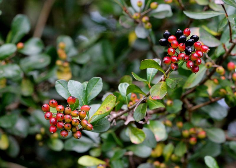 Grow Walter's Viburnum For Reliable Green Coverage