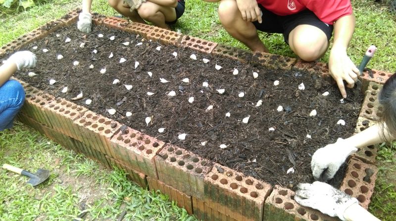 Prepare Garlic Beds With Fertile Soil Before Planting