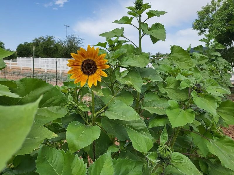 Monitor Early Growth As Temperatures Begin To Rise