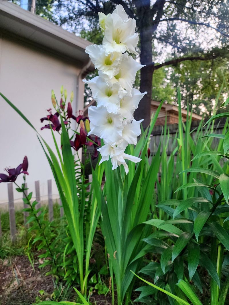 Plant In Waves For More Blooms