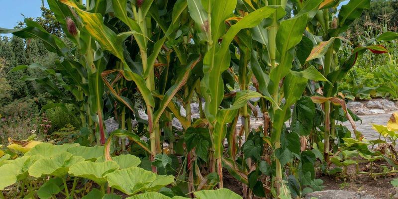 Pest And Disease Benefits