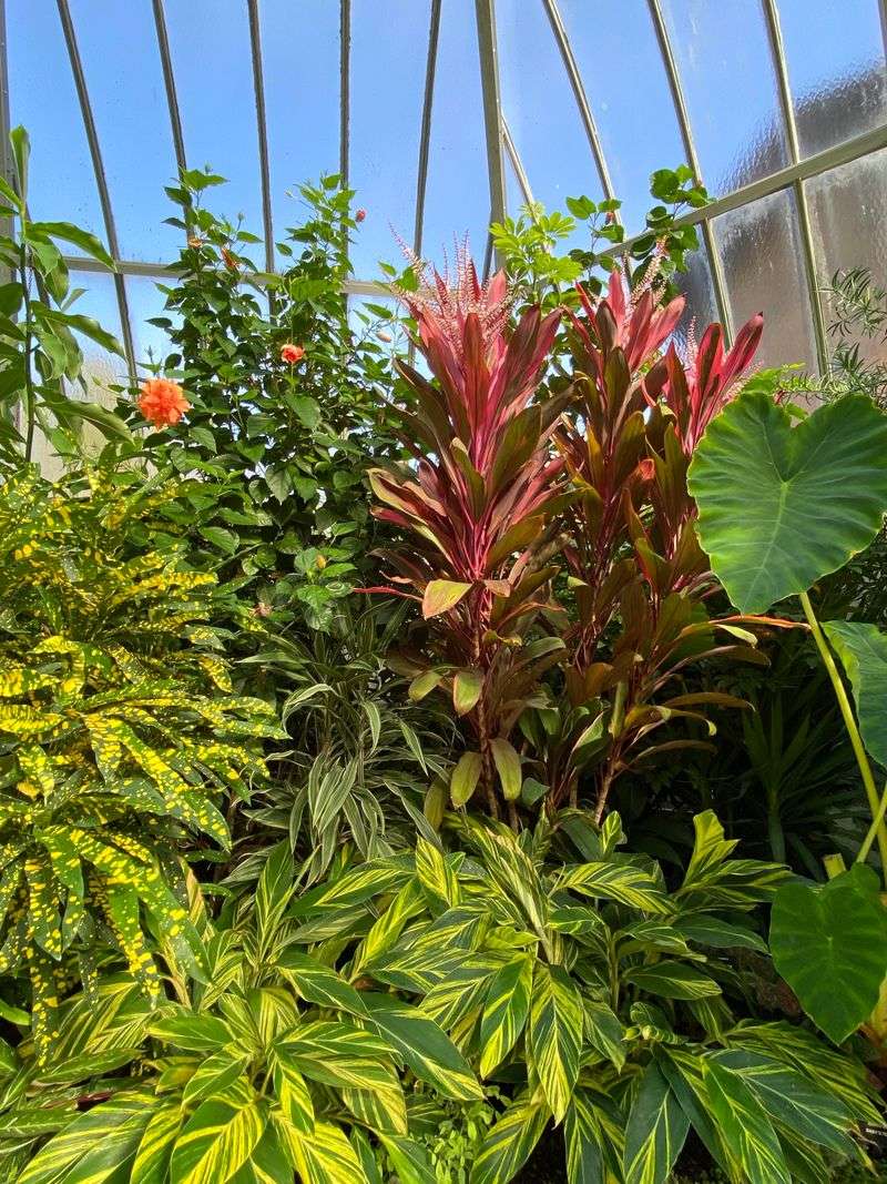 Famous For Its Orchid Collection