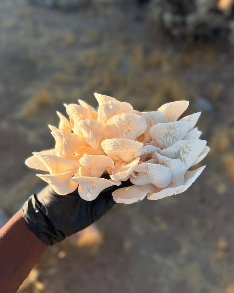 Quick Harvests Arrive In Just Weeks