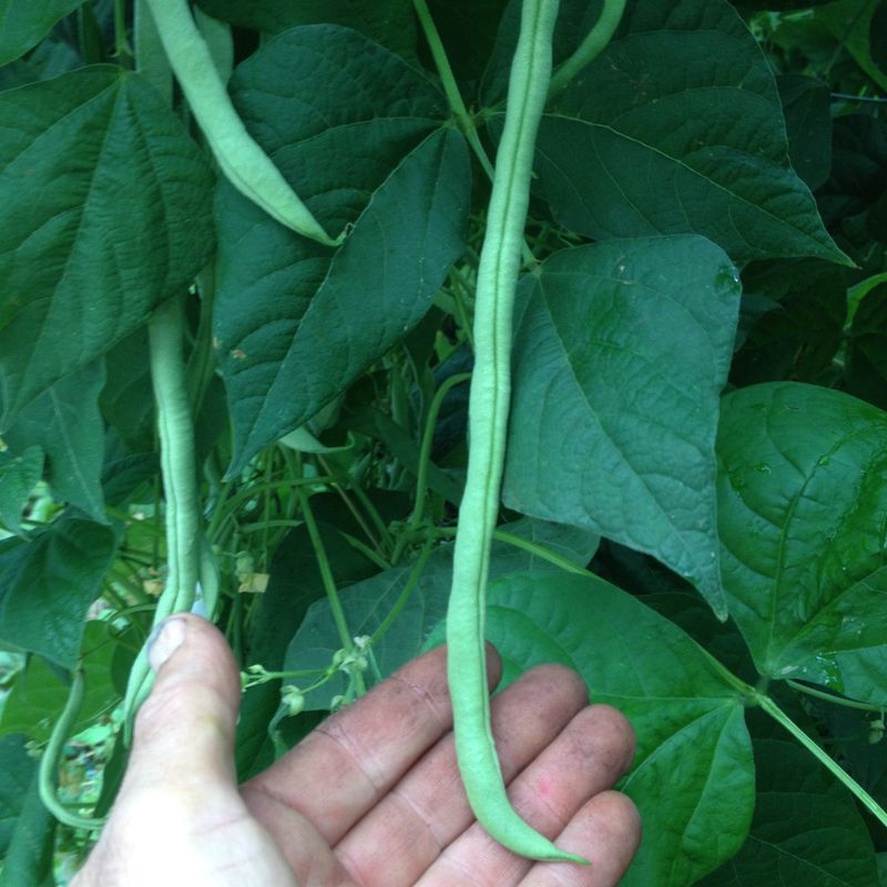 Fortex Pole Beans, Long Tender And Reliable In Warm Weather