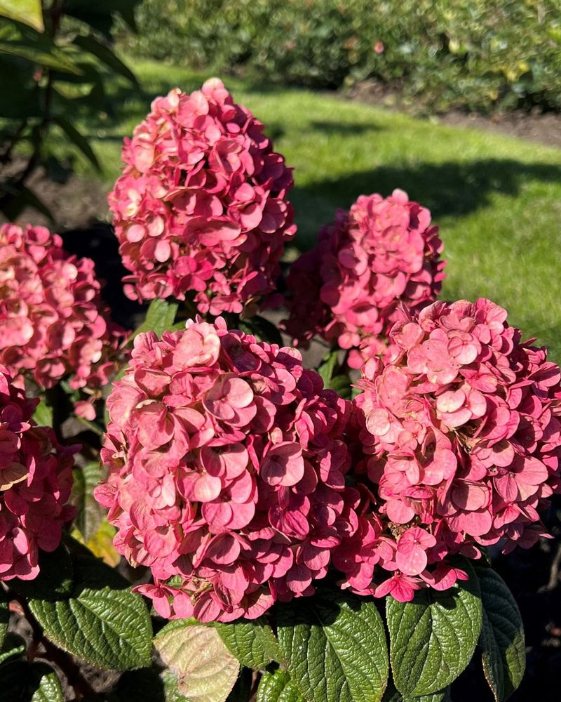 Little Quick Fire Panicle Hydrangea (Hydrangea paniculata) 