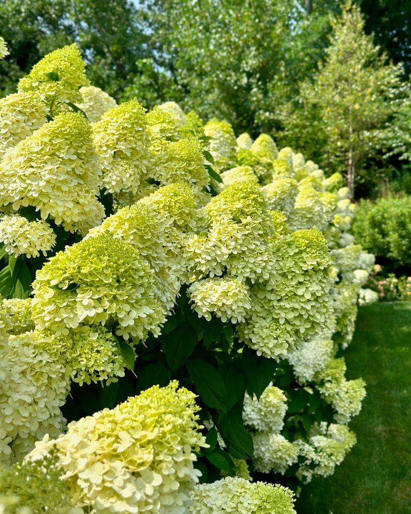 Limelight® Hydrangea (Hydrangea Paniculata 'Limelight')