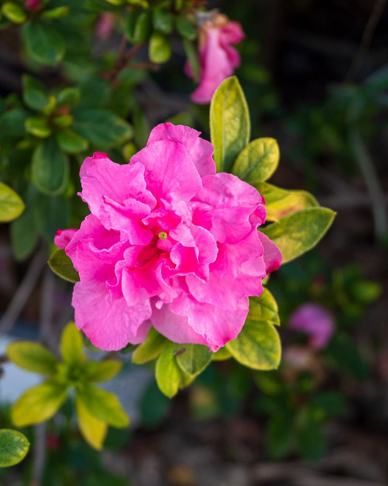 Autumn Kiss® azalea (Rhododendron hybrid)