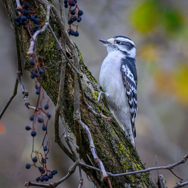 Virginia Creeper Provides Leftover Winter Berries