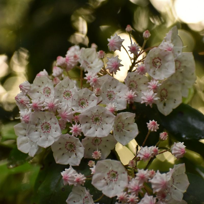 Mountain Laurel Adds Evergreen Structure And Intricate Flowers