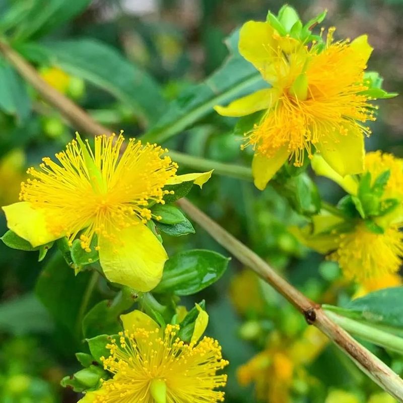 Shrubby St Johns Wort With Bright Yellow Summer Blooms
