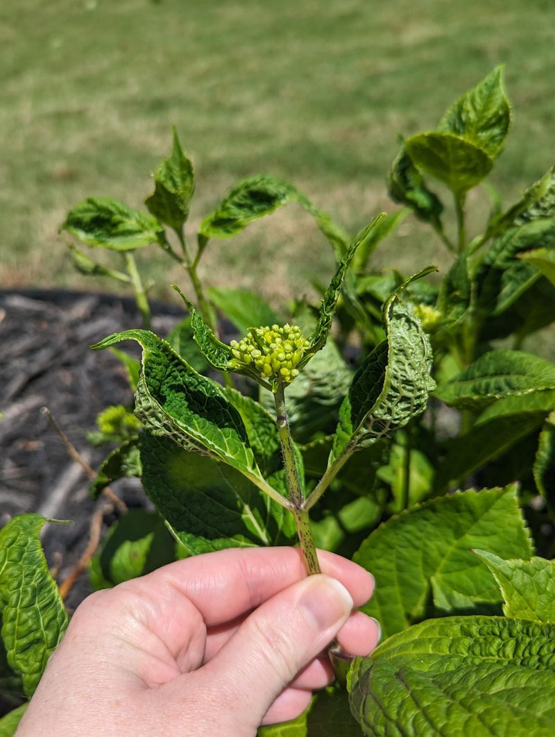 Leaf Curl From Environmental Stress