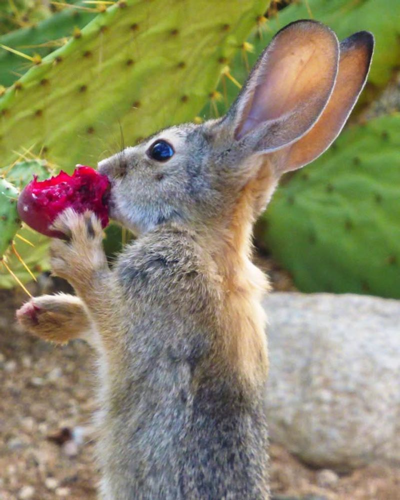 Rabbits Sneaking In And Munching Prized Plants