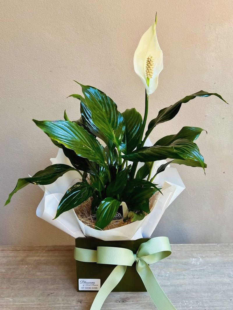 Peace Lily