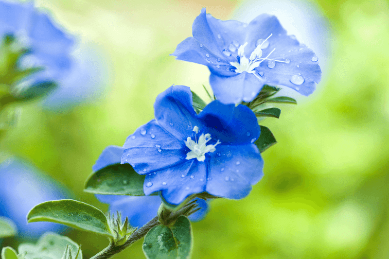 Blue Daze Spreads A Soft Blue Carpet