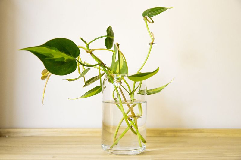Philodendron Vines Create Living Green Curtains