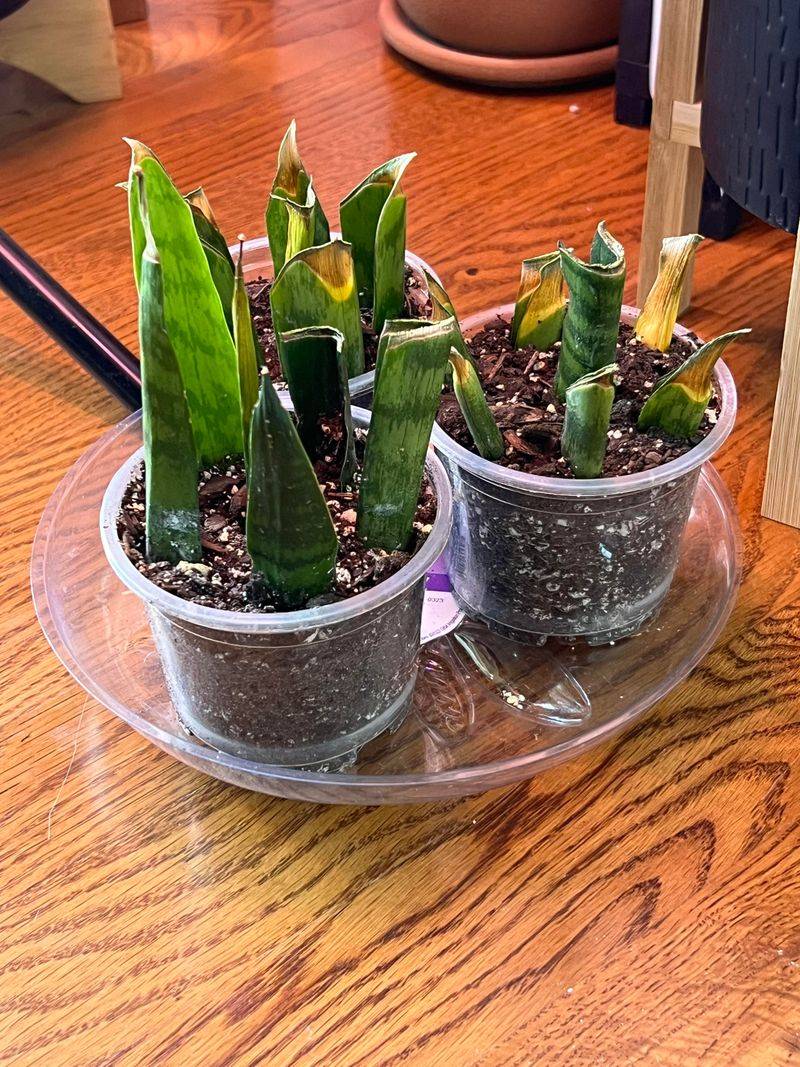 Snake Plant (Sansevieria / Dracaena trifasciata)
